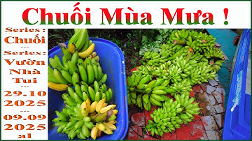 Chuối Sau Mưa !... _ 4K _ ( Series : Chuối !.. + Series : Vườn Nhà Tui _ 29.10.2025 _ 09.09.2025 al)