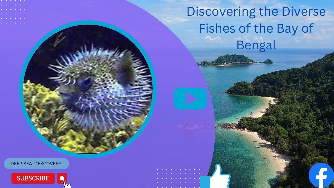 Beneath the Surface: Discovering the Diverse Fishes of the Bay of Bengal