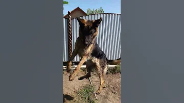 игра рэкс