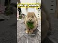 these pets are cute🥰🥰 #pets #cute #compilation