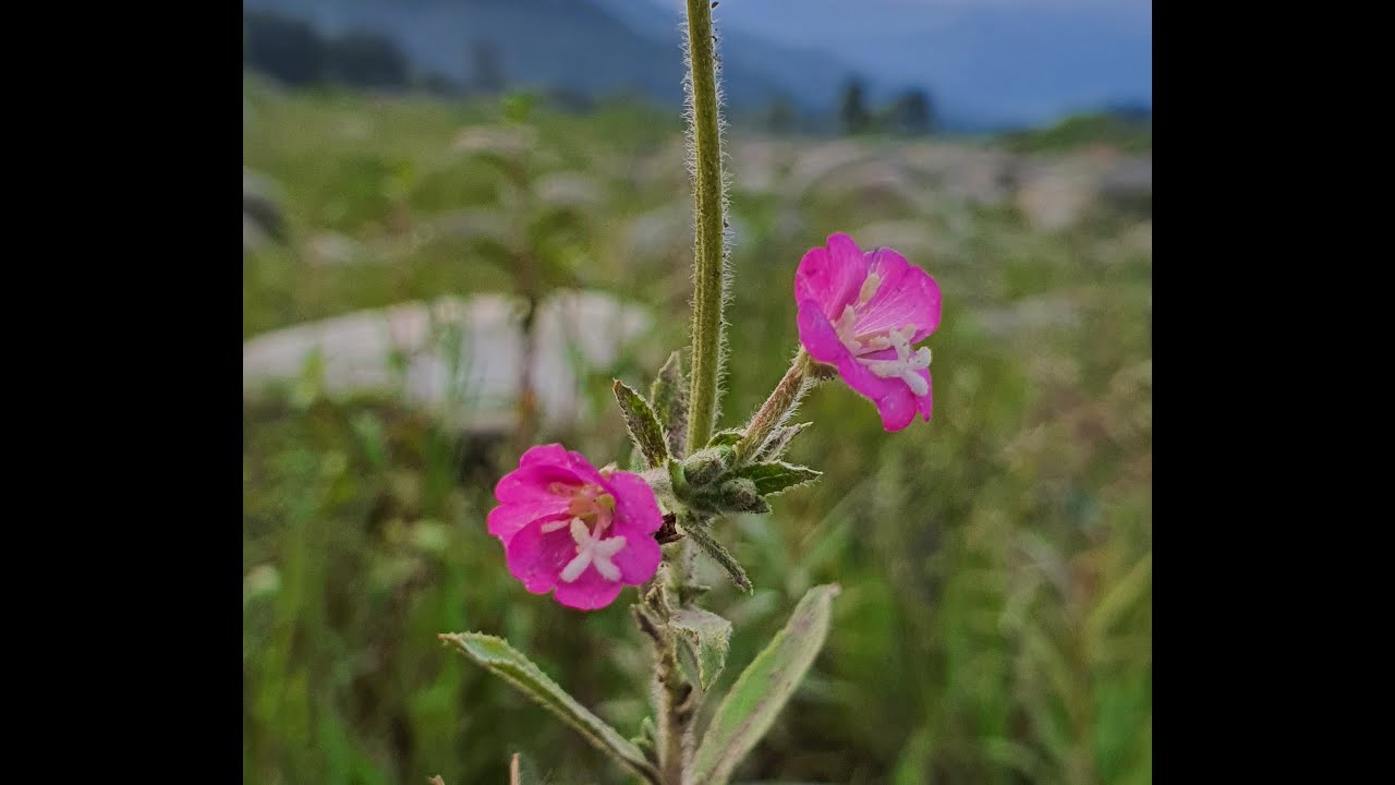 Travel With FriendsTo Beautifull Valley swat in Spring |Spring season in swat valley kpk