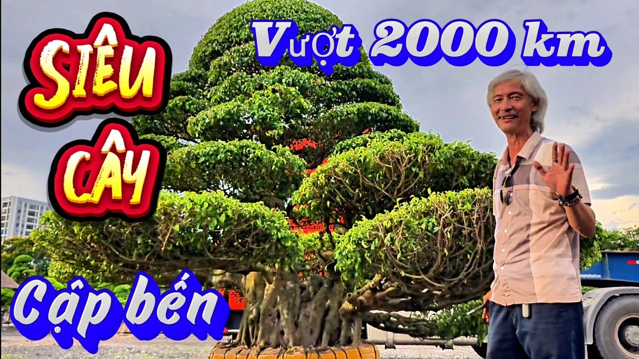 Siêu cây cổ đã cập bến sau 2000 km của anh Gã Đầu Bạc