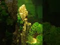 Why I don't use filters like I used to. #fishkeepinghobby #aquarium #fishtankmaintenance