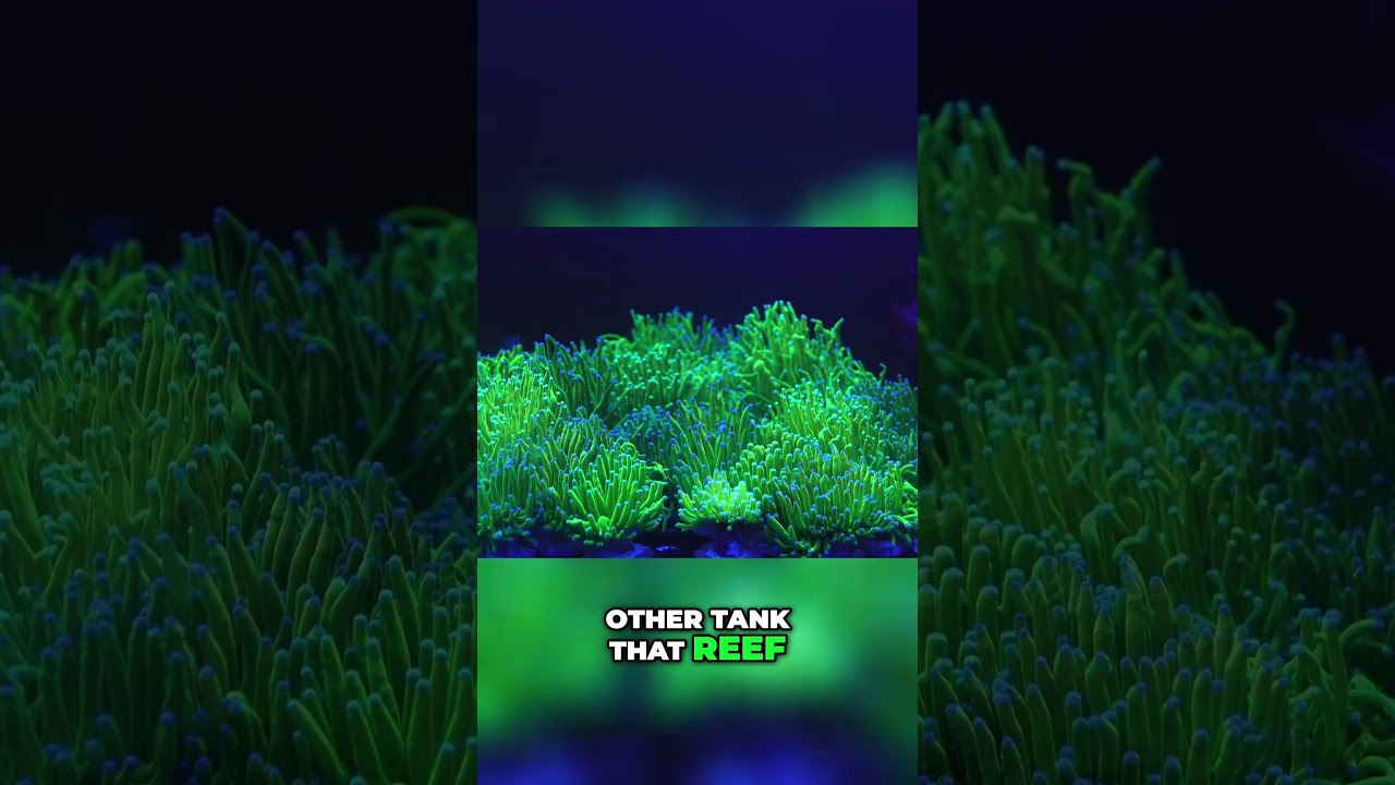 Tap the👆LINK ABOVE👆 to Watch Full Video - Holy Grail Torch Talk with CoralStop