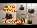 100均の小さなガラス容器で苔リウム！