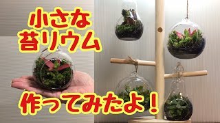 人気の苔テラリウムの楽しみ方 おしゃれインテリアにもなる作り方をご紹介 暮らし の