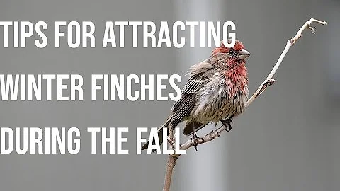 Tips for Attracting Winter Finches During the Fall