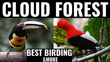 The Cloud Forest - Before It Is All Gone | A nature documentary (kinkajou, toucan, quetzal, birding)