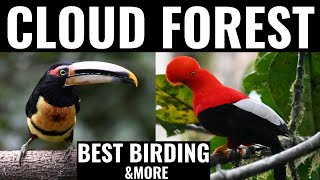 The Cloud Forest - Before It Is All Gone | A nature documentary (kinkajou, toucan, quetzal, birding)