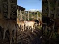 #mercadoagricola #sabiadocampo #fazenda #sabiadocampo #fazenda