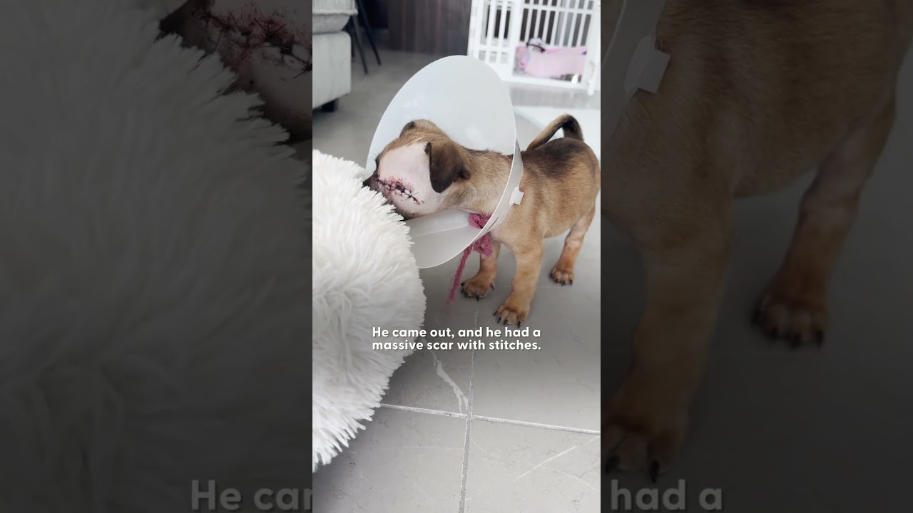 TINY Pug Who Got Abandoned In A Box Is Such A Good Boy | The Dodo