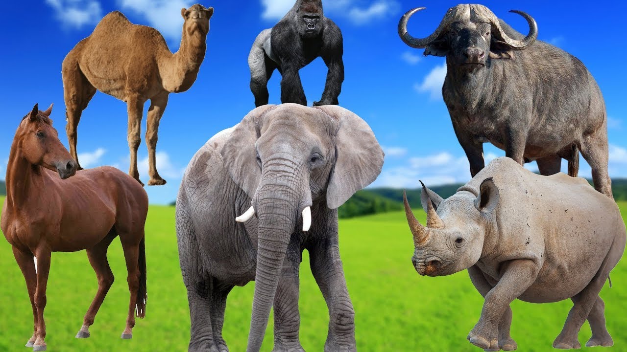 Elephant, Gorilla, Kangaroo, Monkey & Panda – Animal Sounds and Names | Animal Sound Effects
