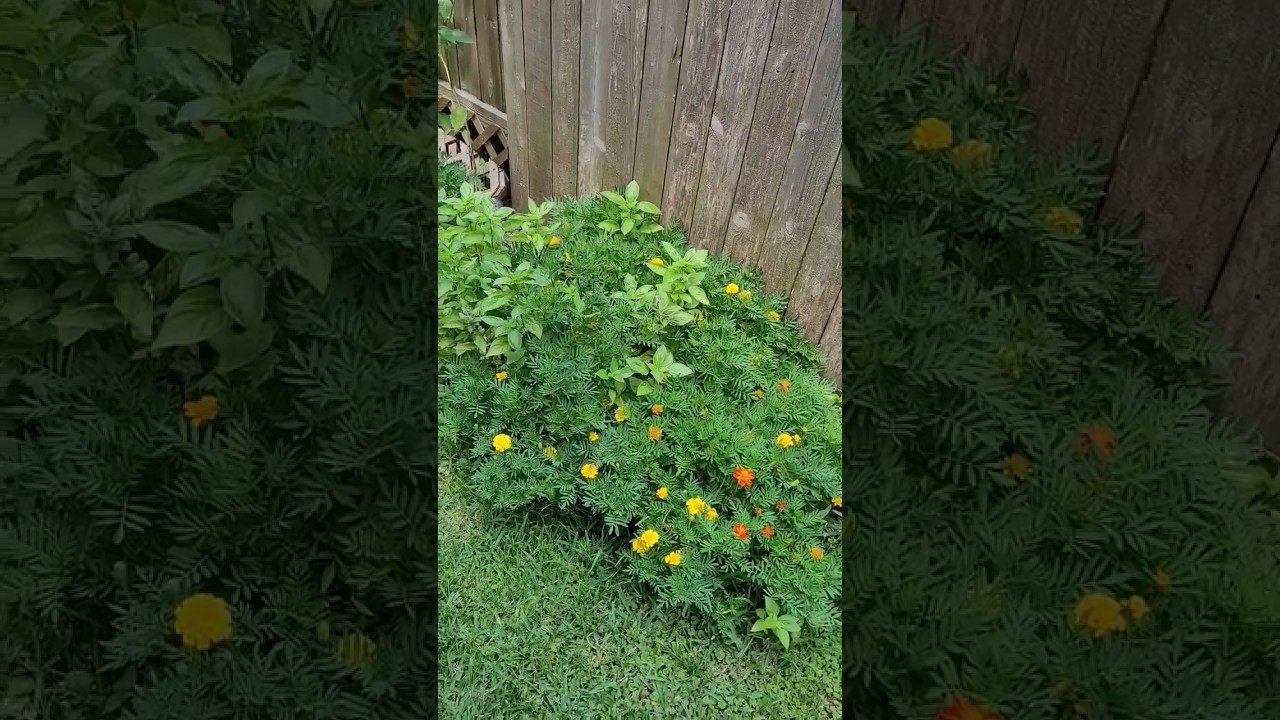 Volunteer Plants Make Me So Happy, These Are All Taking Off || Down-Home Backyard Gardening