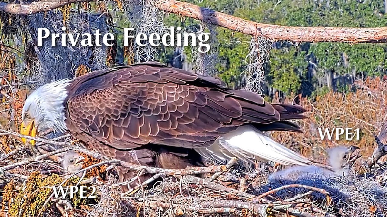 #57🦅🐥14°🐥9°／Winter Park Eagle Nest 2026／Against All Odds:One-Eyed Mom Eagle／by Winter Park Eagle Cam