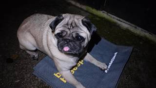 A Pugmas Story