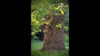 Rabbit Attacks Snake Climbing Up Tree