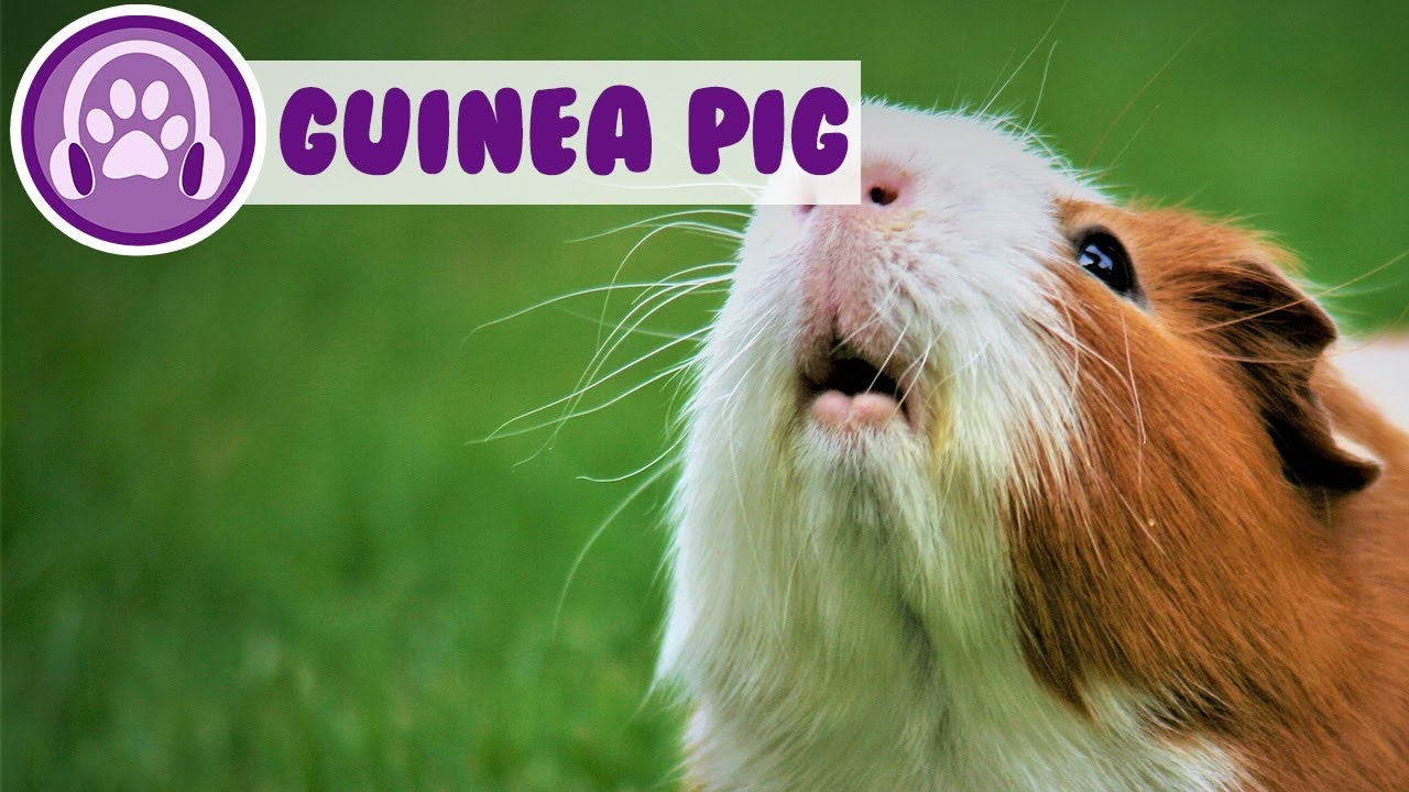 Music For Guinea Pigs Music for Guinea Pigs: Scared Guinea pig, help! - YouTube
