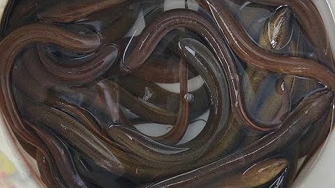 Xiệt lương kích chuột chích ếch mùa nước nổi xiệt được 2 con rắn 2 sừng độc lạ ăn lương