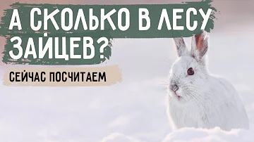 Как посчитать зверей и птиц в лесу
