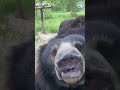 Sniffy Sloth Bears! 🐻 #bears #animals #slothbears