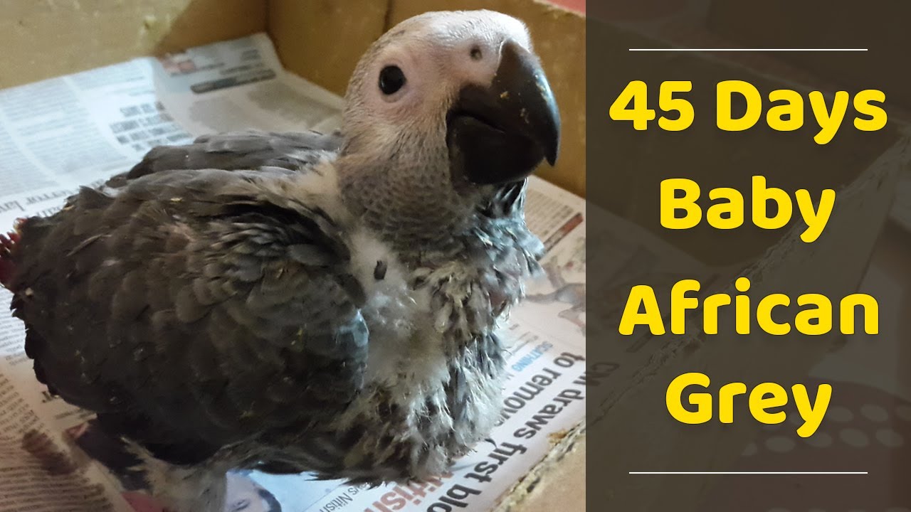 African Grey Baby Parrot 45 Days Baby Hand Feeding African Grey Parrot YouTube