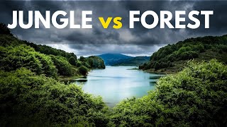 Forest vs Jungle vs Woods : How different are they?