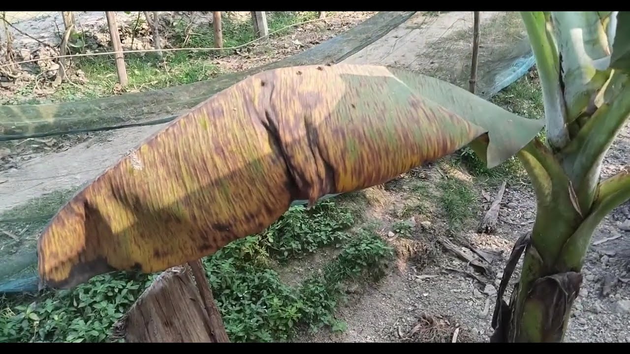 Kto sundor gas nh dkle miss krbn