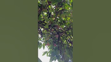 Cacao Tree #cacao #tree #shorts