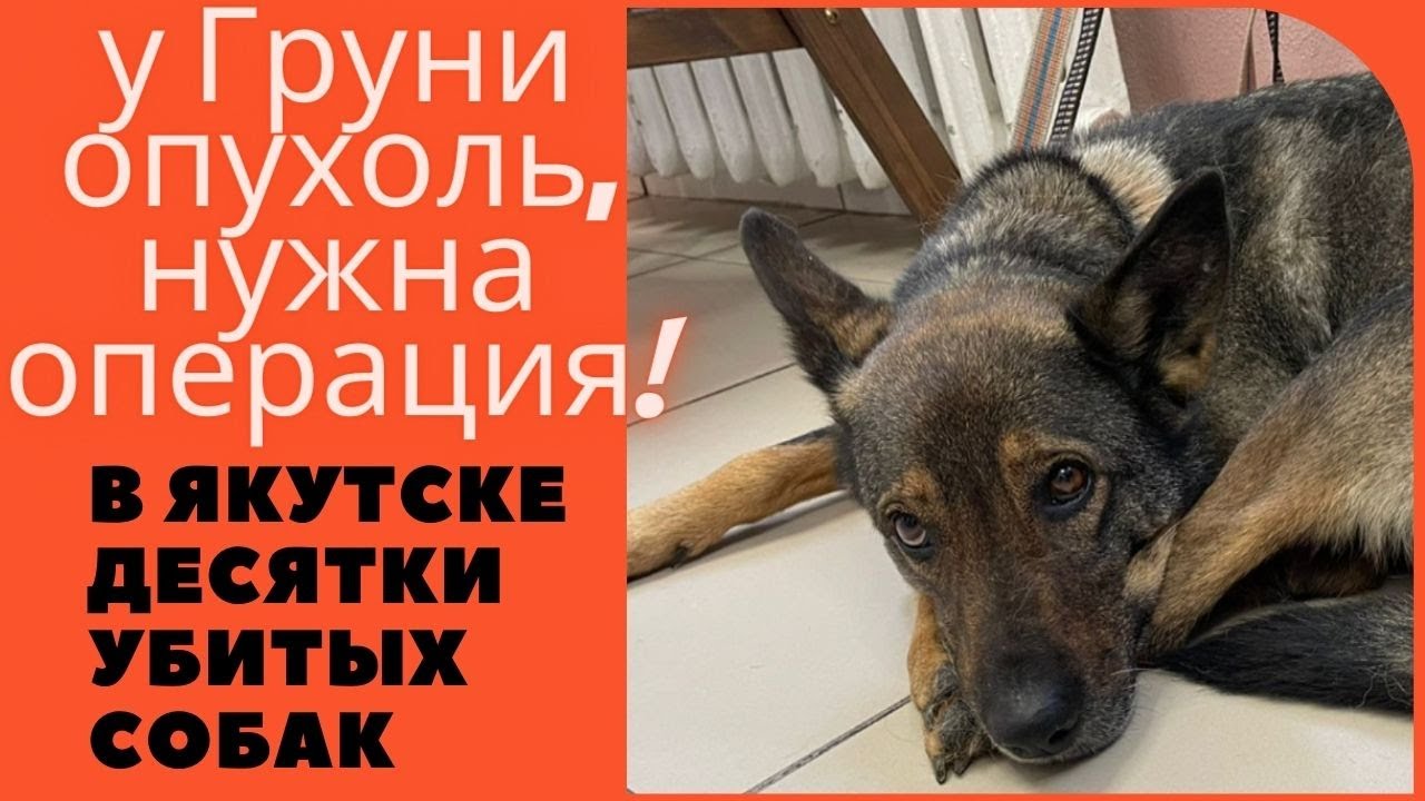 Отношение к животным показывает, кто Человек а кто Нелюдь - YouTube