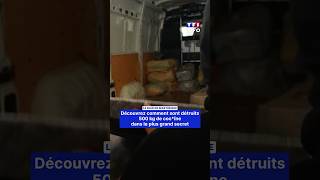The RAID in Martinique: discover how 500 kg of cocaine are destroyed in top secret