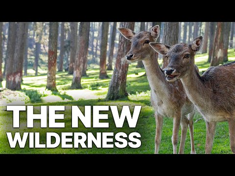 The New Wilderness | Europe’s Wetlands Documentary