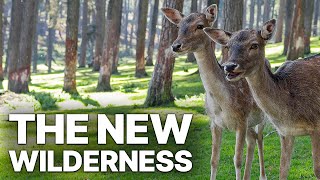 The New Wilderness