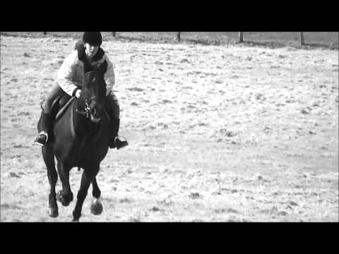 Thoroughbred Galloping