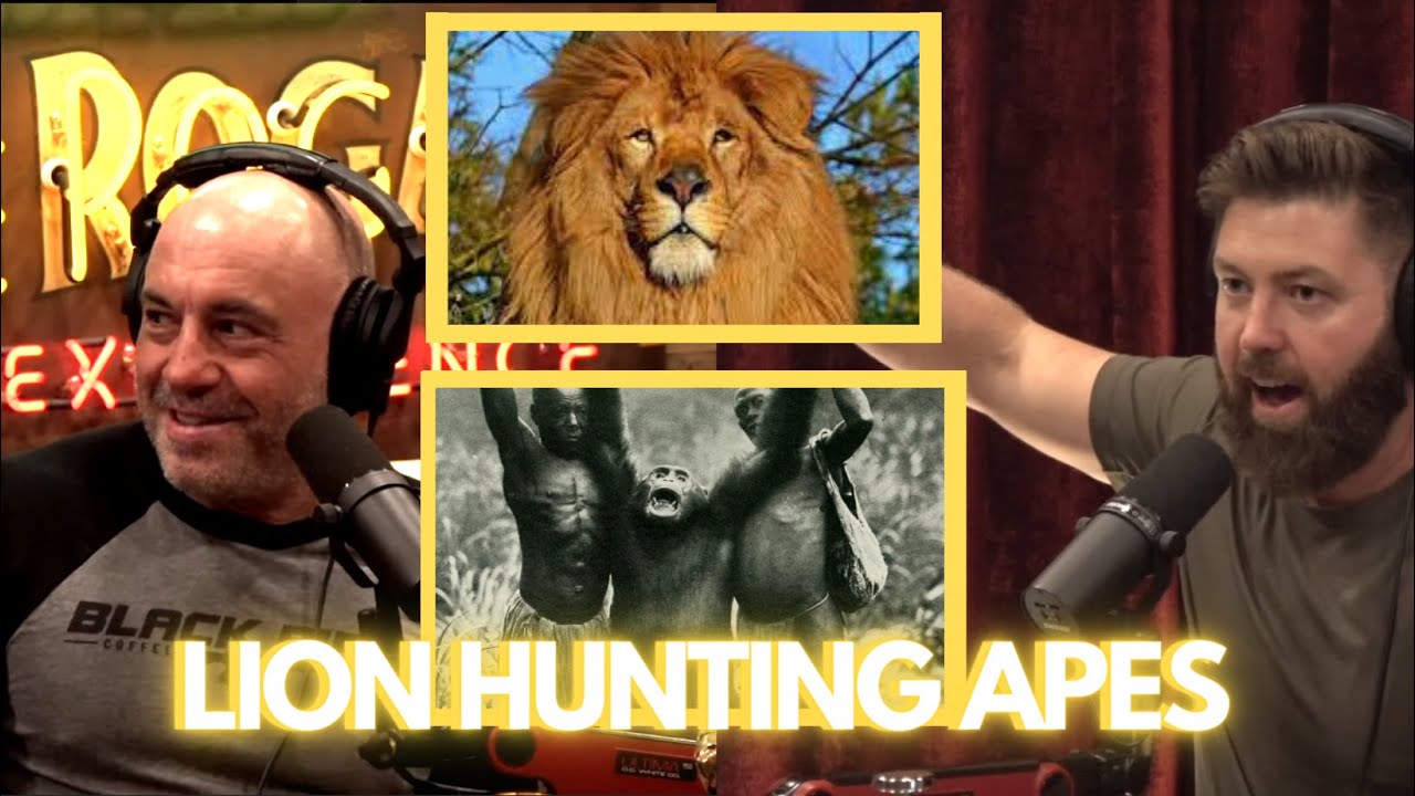 Joe Rogan: There Are LION HUNTING APES?! Truth Behind Bondo Apes Myth ...
