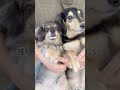 これやると、推してもらえるらしい。#shorts