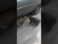 Funny street cats