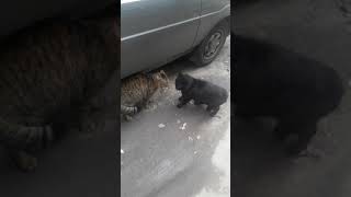 Funny street cats