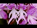 10 orchides les plus tranges du monde