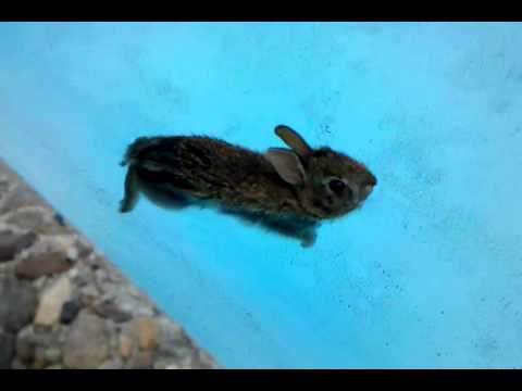 ferocious baby bunny out for a swim youtube