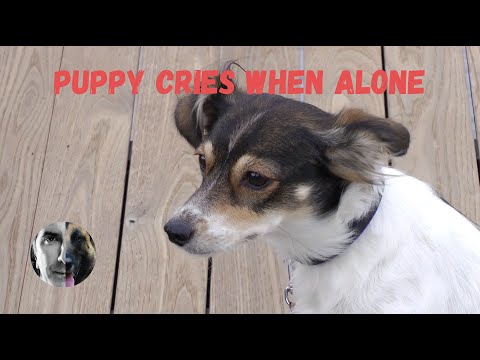Video: Puppy Cries & Cries kada je beznačajan Obučeni u sanduk