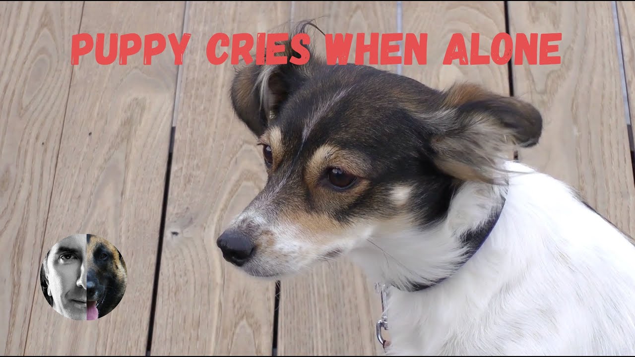 Puppy Cries During Day When Alone Puppy Dog Training Robert Cabral Youtube
