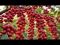 How Acerola Cherry Is Grown — From Planting to an Abundant Harvest  Calm Farming Documentary