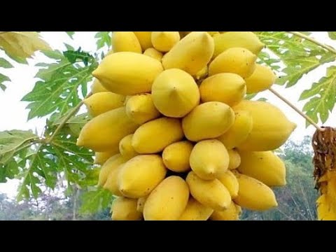 How To Grow Papaya At Home.....پپیتا لگانے کا طریقہ