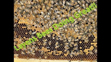 Layens Hive 1 first inspection of 2021, Jerbee Apiary