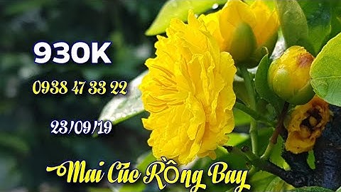Bán 6 Cây Mai Cúc Rồng Bay 😊 930K/Cây 😊 0938 47 33 22😊 23/09/19
