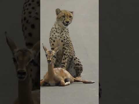 A young cheetah makes its first kill #shorts /#wildlife