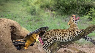 Dire! Giant Python Swallows Leopard - The Tough Fight To Escape The Brutal Attack Of Python