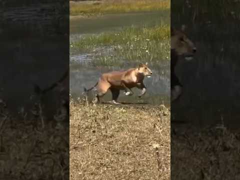 Лев догоняет добычу! Охота в дикой природе захватывающий момент! 🐆