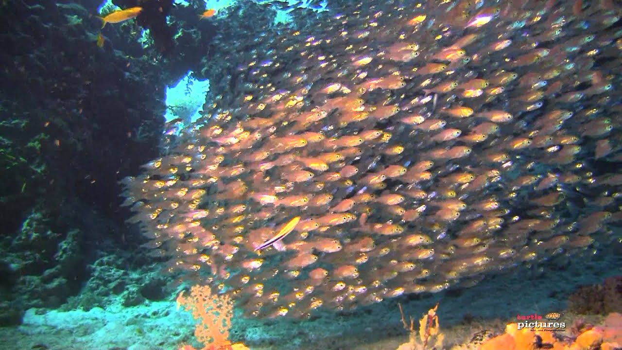 tauchen münchen Mit den RedSea-Divers unterwegs im Tauchrevier Hurghada