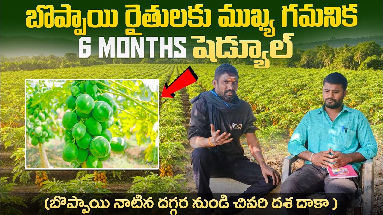 # బొప్పాయి రైతులకు ముఖ్య గమనిక #6 MONTHS షెడ్యూల్ # బొప్పాయి నాటిన దగ్గర నుండి చివరి దశ దాకా #